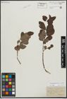 Foto von Salix appendiculata Vill. x Salix aurita L.